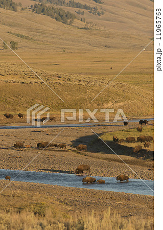 Buffalo Bison in Yellowstone Buffalo Bison in Yellowstone 11965763