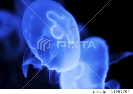 Jellyfish in the deep blue background Jellyfish in the deep blue background 11965764