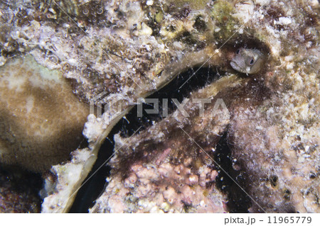 Goby fish 11965779