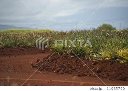 pineapple plantation in hawaii 11965790