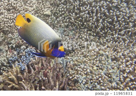 A colorful adult imperator angel fish in Sipadan, Borneo, Malaysia A colorful adult imperator angel fish in Sipadan, Borneo, Malaysia 11965831