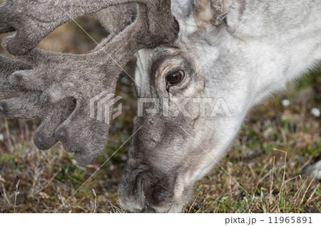 wild reindeer in Spitzbergen wild reindeer in Spitzbergen 11965891