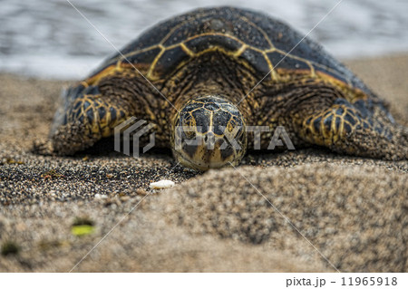Green Turtle on sandy beach 11965918