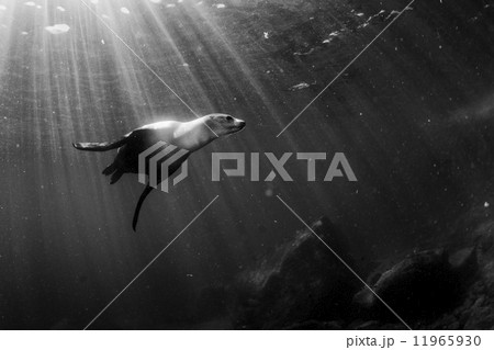 sea lion underwater in black and white sea lion underwater in black and white 11965930