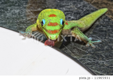 Gold dust day gecko while looking at you 11965931