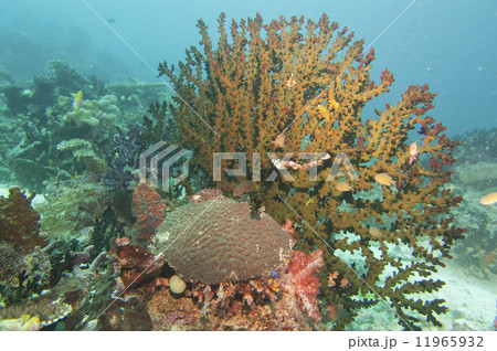 Colorful underwater landscape with corals Colorful underwater landscape with corals 11965932