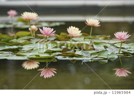 Water Lily flower reflection on water 11965984