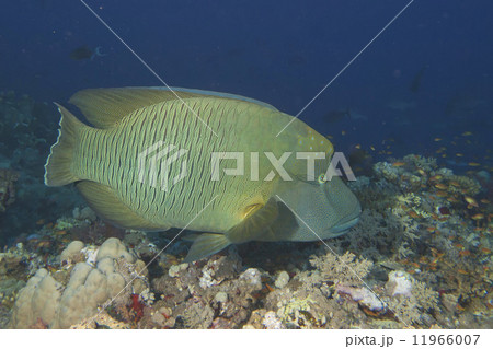 Napoleon fish underwater 11966007