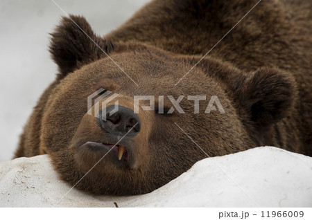 A black bear brown grizzly portrait in the snow while looking at you 11966009