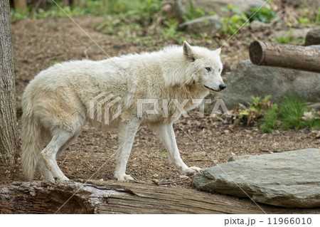 white wolf white wolf 11966010