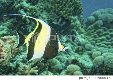 Moorish idol 11966037