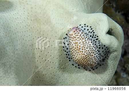 A cowrie on soft coral macro in Cebu Philippines 11966056