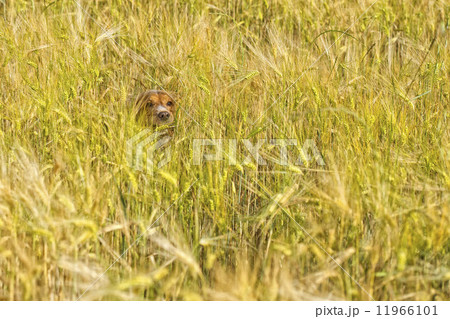 dog running in the weath field dog running in the weath field 11966101