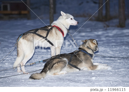 sledding with sled dog in lapland in winter time 11966115