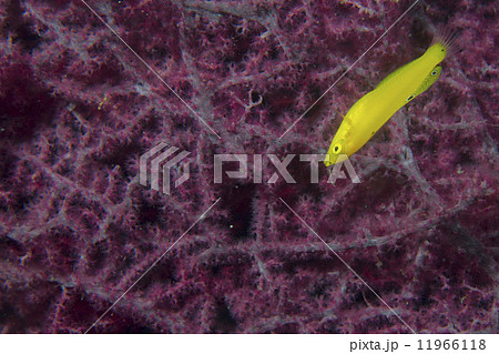 A colorful fish on gorgonia coral in Cebu Philippines 11966118