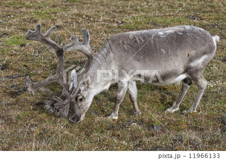 wild reindeer in Spitzbergen 11966133