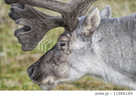 wild reindeer in Spitzbergen 11966189