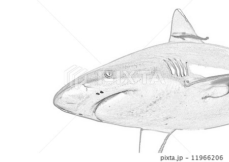 A grey shark jaws ready to attack underwater close up portrait A grey shark jaws ready to attack underwater close up portrait 11966206