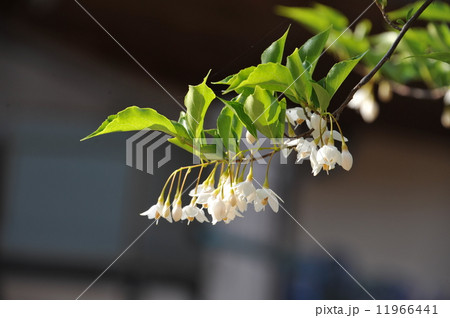 エゴの花 11966441