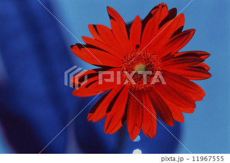 ガーベラ　イメージ 11967555