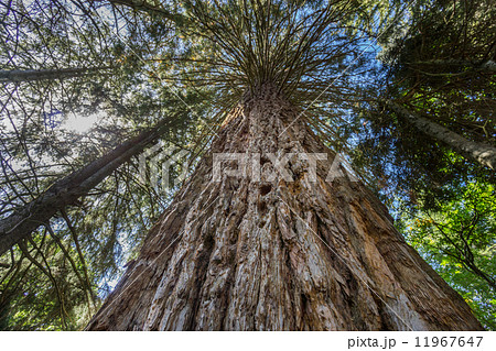 Sequoia 11967647