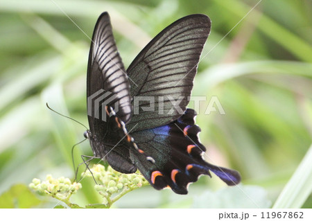 カラスアゲハ 11967862