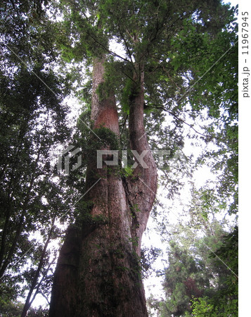 台湾　阿里山国家森林遊楽区　巨大木　タイワンヒノキ 11967945