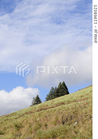 斜面上のコメツガと青空（縦） 11968025