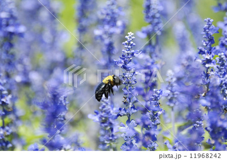 くまばち 11968242