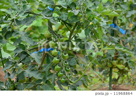 トマト畑 11968864