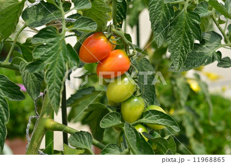 トマト畑 11968865