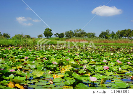 睡蓮と雲 11968893