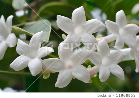 マダガスカルジャスミン 11968955