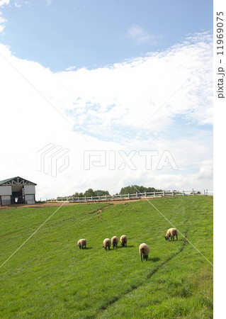 年賀状素材　羊 11969075