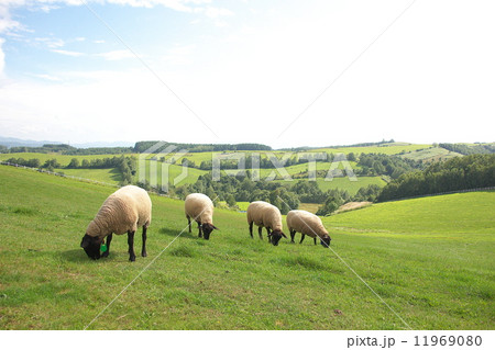 年賀状素材 羊 年賀状素材 羊 11969080