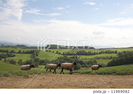 年賀状素材 羊 年賀状素材 羊 11969082