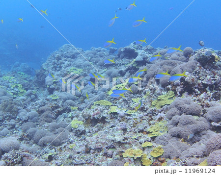 ウメイロモドキの群れ 11969124