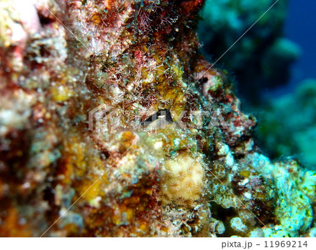 ヒトスジギンポ ヒトスジギンポ 11969214