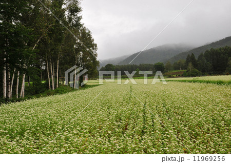 開田高原 11969256