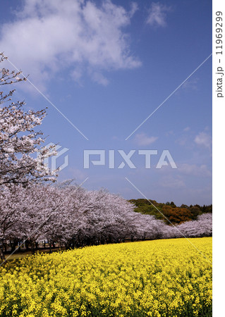 ３月春 桜の西都原公園 九州の春景色の写真素材