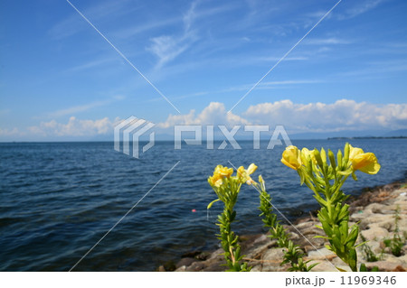 琵琶湖の大待宵草 琵琶湖の大待宵草 11969346