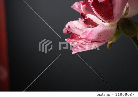 桃色と赤の花01 11969637