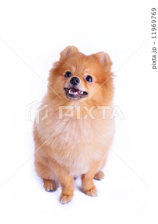 pomeranian dog isolated on white background 11969769