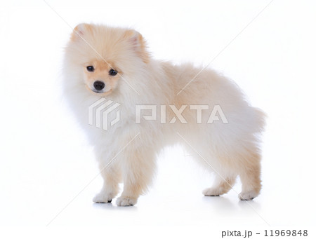 cute pet, pomeranian grooming dog isolated on white background 11969848
