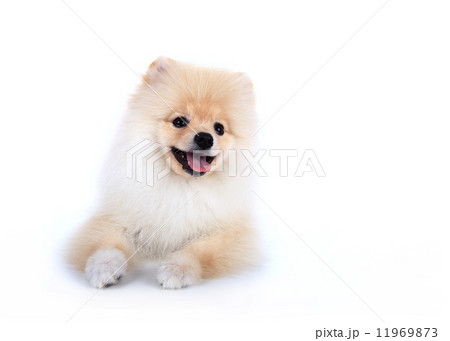White pomeranian puppy dog isolated on white background White pomeranian puppy dog isolated on white background 11969873