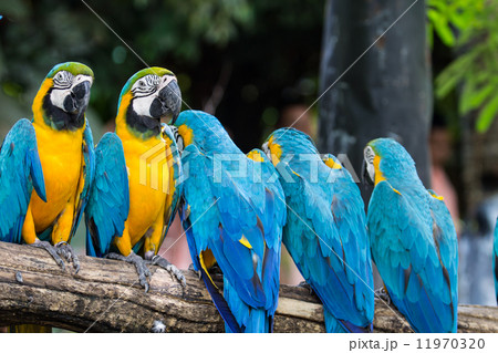 Blue-and-Yellow Macaw Blue-and-Yellow Macaw 11970320