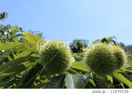 栗の木 11970536