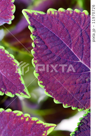 coleus close up for background 11970726
