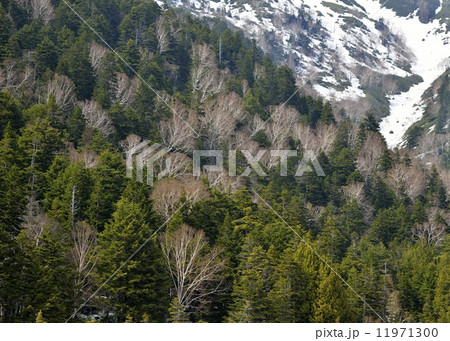 尾瀬 尾瀬 11971300