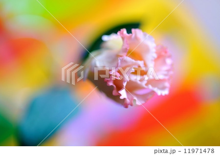 花　イメージ 11971478